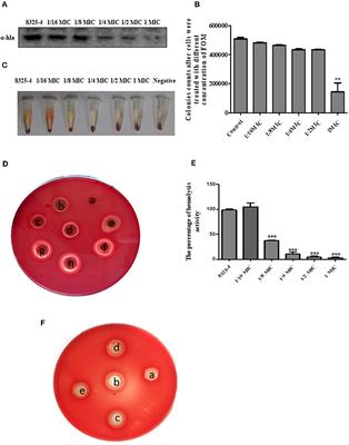 Fosfomycin Protects Mice From Staphylococcus aureus Pneumonia Caused by α-Hemolysin in Extracellular Vesicles by Inhibiting MAPK-Regulated NLRP3 Inflammasomes